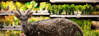 Food art, la nature de retour au supermarché