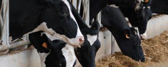 Etiquetage alimentaire, l'origine du lait & de la viande mieux indiquée